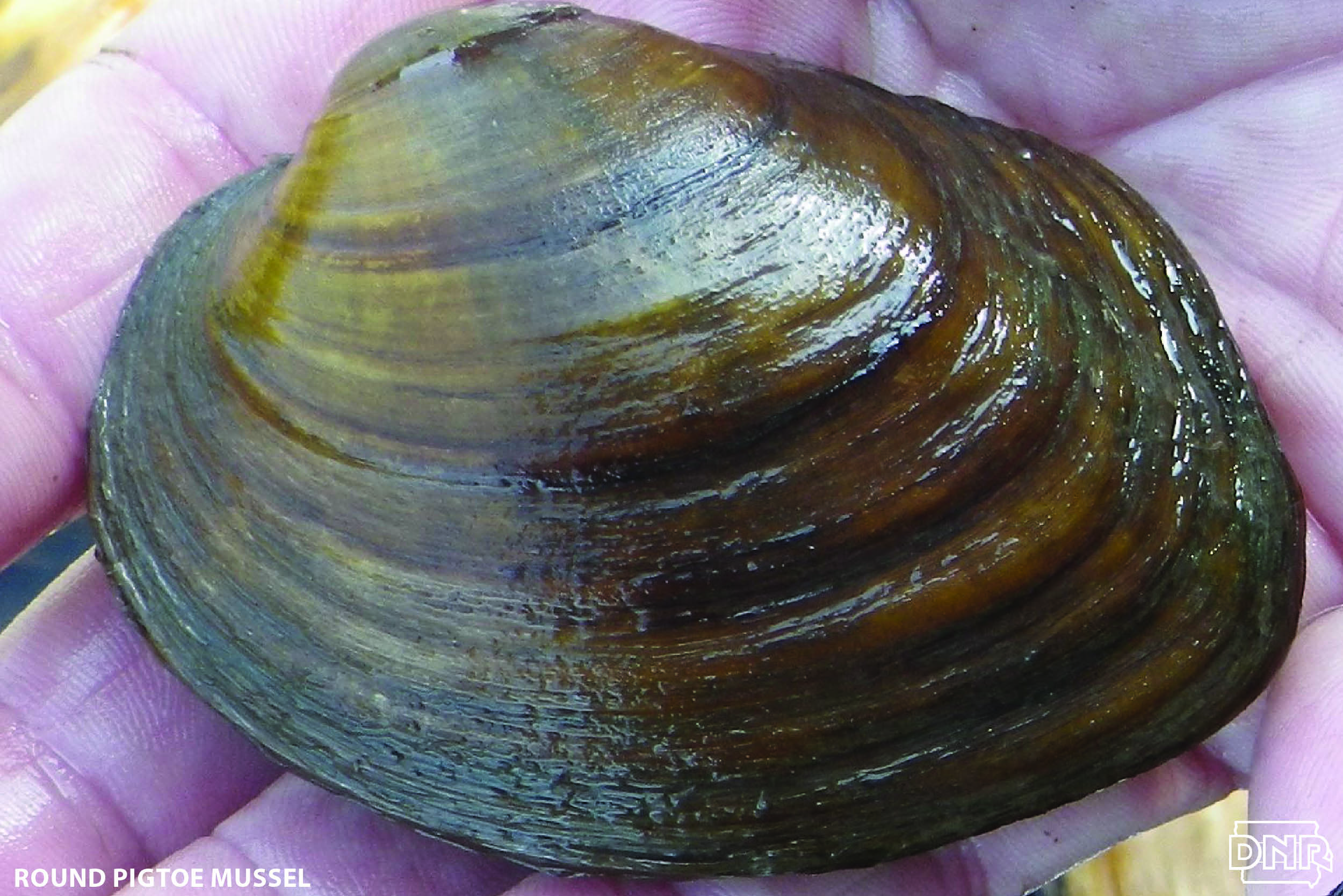 Cool things you should know about muckets and other mussels | Iowa DNR